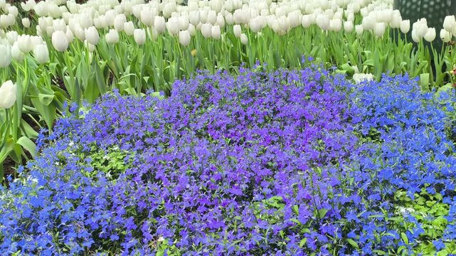 blooming purple lobelia flower decorating in garden