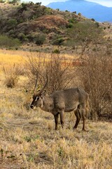Waterbuck in Tsavo East National Park, Kenya