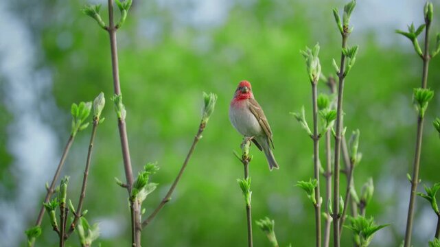 Common rosefinch (Carpodacus erythrinus) song, scarlet bird singing