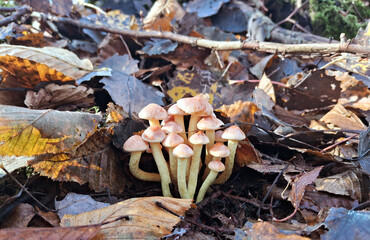Sulphur tuft mushrooms (Hypholoma fasciculare) growing in autumn forest among fallen leaves
