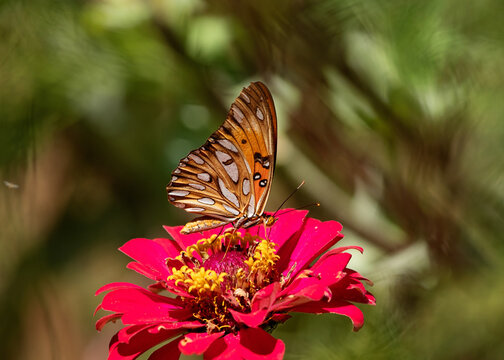 Gulf Fritillary sipping nectar from beautiful zinnias on a warm summer day in the Midwest.