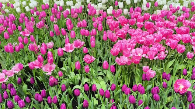 blooming pink tulip flower decorating in garden