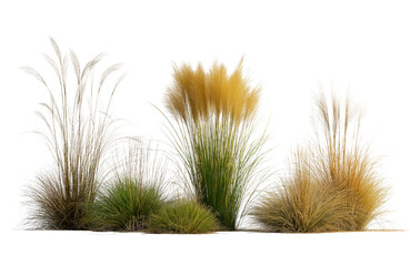 Fototapeta premium Group of ornamental grasses with fluffy seed heads, isolated on transparent background