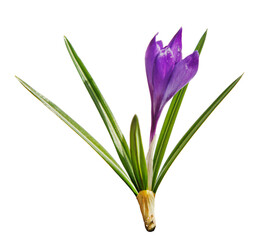 Spring crocus isolated on transparent background