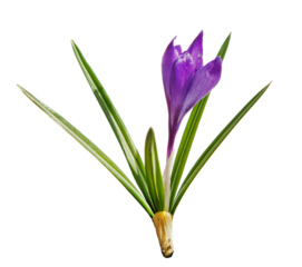 Spring crocus isolated on transparent background