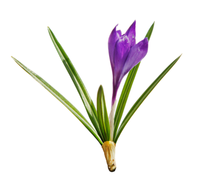 Spring crocus isolated on transparent background