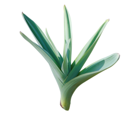 Wild garlic isolated on transparent background