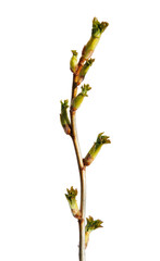 A currant branch with blossoming buds isolated on a transparent background
