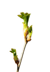 Obraz premium A currant branch with blossoming buds isolated on a transparent background