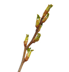 A currant branch with blossoming buds isolated on a transparent background