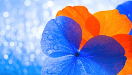 Vibrant blue and orange hydrangea petals with water drops on a sparkling .