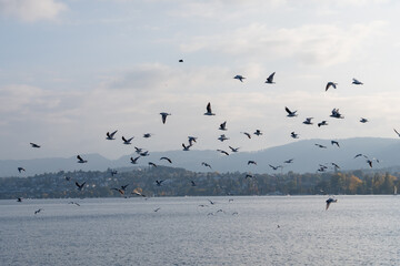 Fototapeta premium A flock of birds flying over a body of water