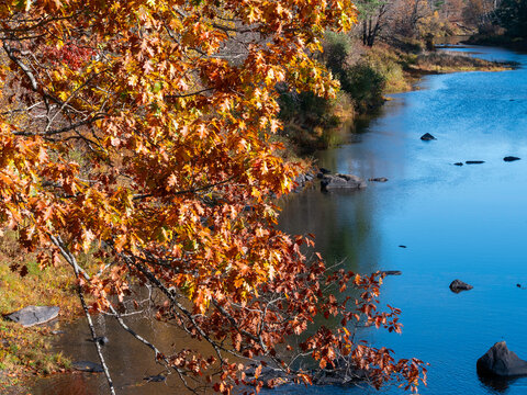 Maple tree in the foreground with stream flowing in the background.