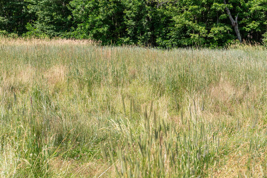 Overgrown real estate with weeds and trees in the background.