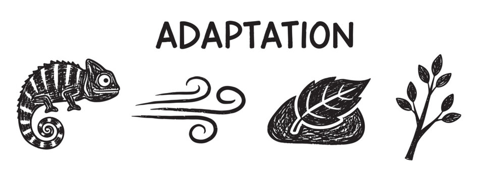 Hand-drawn black-and-white illustration showing adaptation with a chameleon, wind, leaf on a stone, and a plant branch.