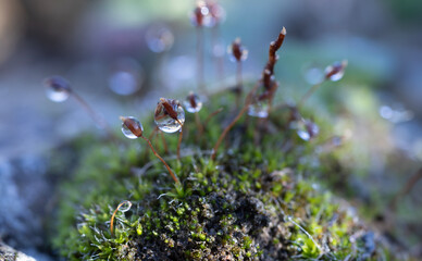 Moss Sporophytes with Sparkling Dewdrops