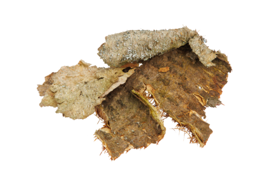 A piece of tree bark isolated on a transparent background