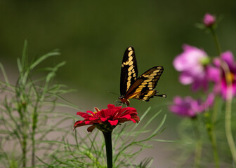Giant Swallowtail landed and sipping nectar on zinnias in the summer sun
