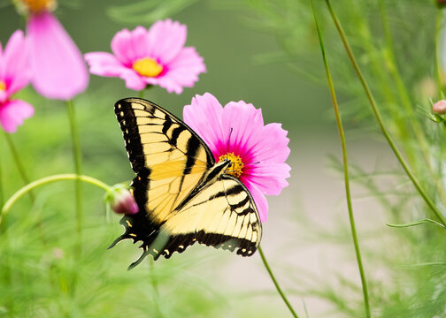 Male Eastern Tiger Swallowtail sipping nectar on pink cosmos in the summer.