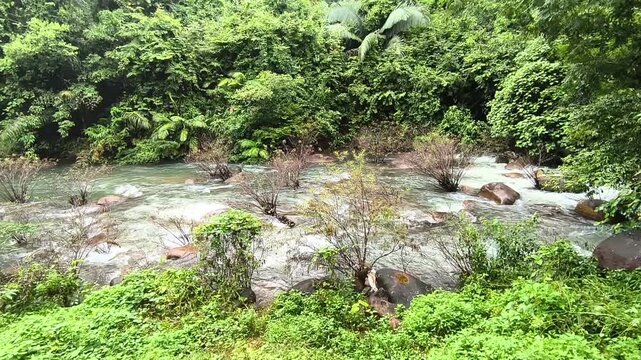 flowing water stream creek river in tropical forest. Tranquil calm nature view