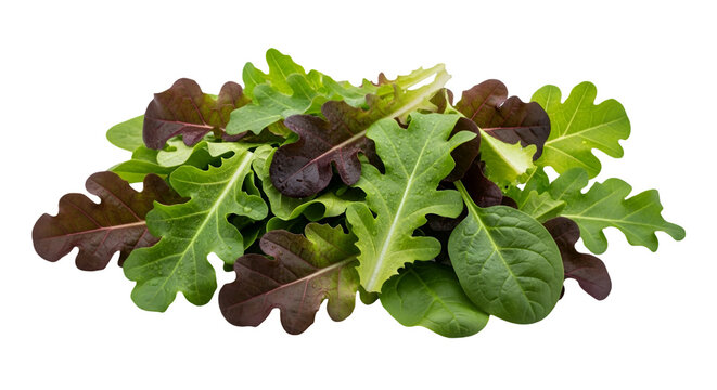 Fresh mixed greens salad leaves isolated on transparent background