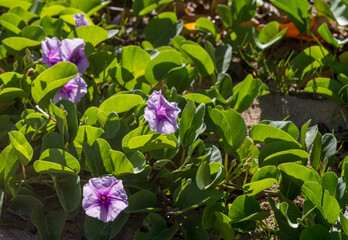 Lavender Morning Glory Flowers with Green Leaves Growing on a White Sand Background.