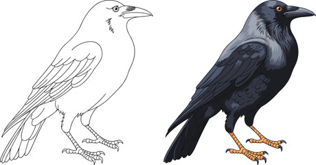 Obraz premium Crow bird illustration, black and white outline, colored artwork, detailed feathers drawing, vector sketch, animal design, educational coloring page resource