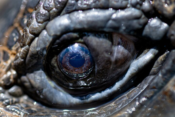 Extreme close-up of a giant tortoise's eye, showing a deep blue pupil, brown iris, and the textured, wet skin surrounding the eye.