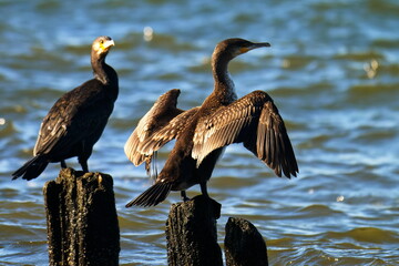 Kormoran bei der Gefiederpflege an der Ostsee