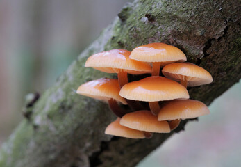 Mushrooms, growing on a tree trunk in the autumn forest.