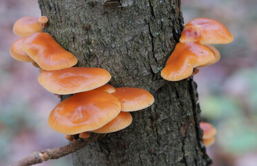 Mushrooms, growing on a tree trunk in the autumn forest.