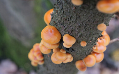 Mushrooms, growing on a tree trunk in the autumn forest.