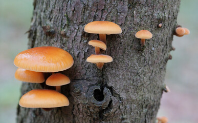 Mushrooms, growing on a tree trunk in the autumn forest.