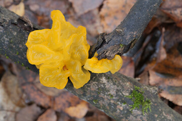 Mushrooms, growing on a tree trunk in the autumn forest.