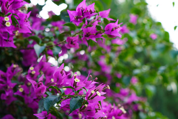 Obraz premium Spring. Bougainvillea flowers and green ivy on a wall in the sun.