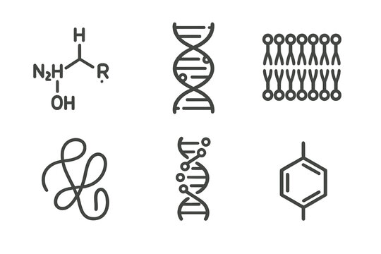 Life's Molecular Icons. Line style icons of molecules related to life: amino acid structure, nucleotide chain, lipid bilayer icon,