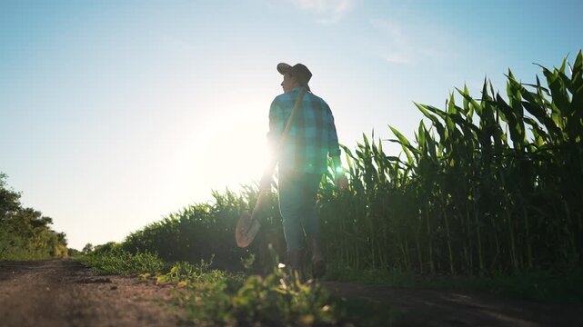 Farmer walking dirt road carrying shovel wearing hat and boot passing tall corn field at sunset backlit silhouette against bright sky rural agriculture view showing crop care and solitary farm worker