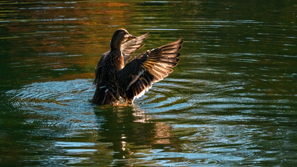 Stockente im Abendrot