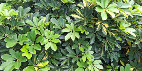 Lush Green Foliage Of A Dense Umbrella Tree With Glossy Leaves In A Close Up View