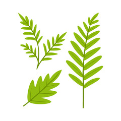Fototapeta premium Green leaf set isolated on white background, simple botanical illustration vector.