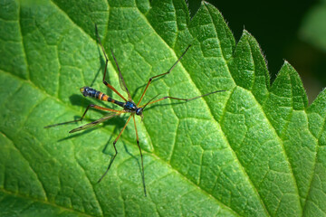 Gefleckte Faltenmücke (Ptychoptera contaminata) Männchen auf einem grünen Blatt mit gesägtem Rand - Schwenninger Moos, Deutschland