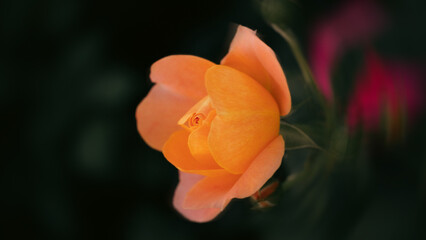 orange rose on black background,single orange rose,Dream Abstract Blurry Flower Posters,orange flower on black