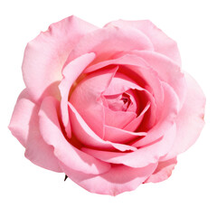 Obraz premium Romantic pink rose flower in full bloom, delicate close up showing every beautiful soft petal on cutout background