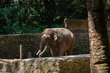 Naklejka premium An elephant is active in a zoo in Lombok, Indonesia in the morning.