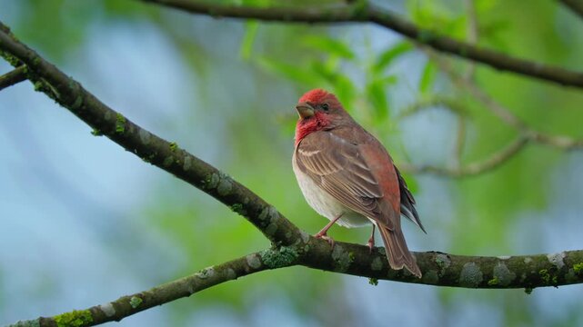 Common rosefinch (Carpodacus erythrinus) song, scarlet bird singing
