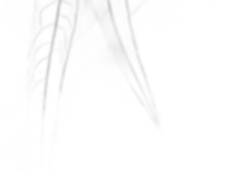 Minimal Three-Leaf Shadow Overlay