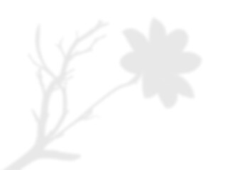 Natural Light Plant Shadow Overlay