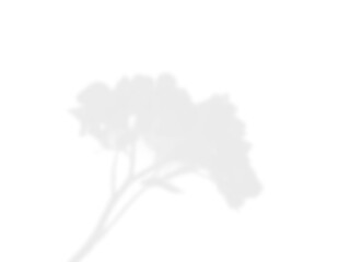 Natural Light Plant Shadow Overlay