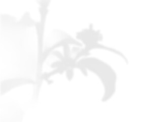 Natural Light Plant Shadow Overlay