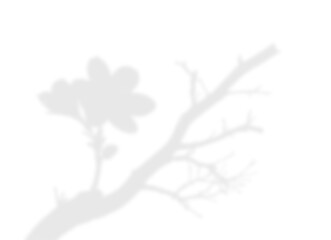 Natural Light Plant Shadow Overlay